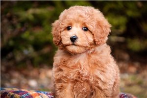 Duchess - Poodle, Miniature for sale
