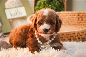 Evie - puppy for sale