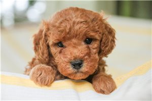 Humphrey - Miniature Poodle for sale