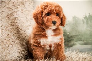 Erika - Poodle, Miniature for sale