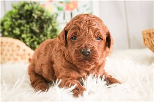 Diana - puppy for sale
