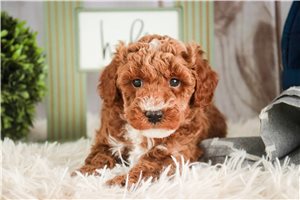 Ernesto - puppy for sale