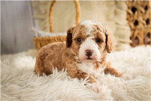Cora - puppy for sale