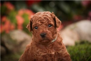 Julian - Poodle, Miniature for sale