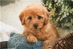 Dustin - Poodle, Miniature for sale