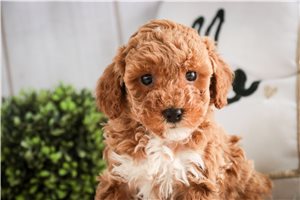 Erika - puppy for sale