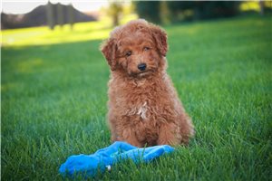 Aubrey - Miniature Poodle for sale