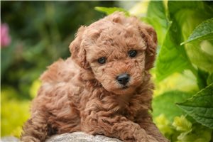 Hilda - puppy for sale