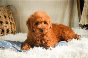 Clive - Poodle, Miniature for sale