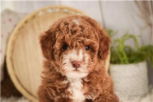 Cleo - Poodle, Miniature for sale
