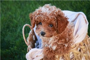 Arlo - Miniature Poodle for sale