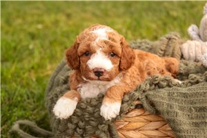 Rufus - puppy for sale