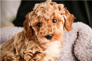 Emily - Miniature Poodle for sale