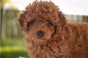 Auggie - Miniature Poodle for sale