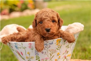 Riley - Poodle, Miniature for sale