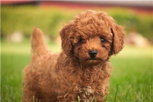 Aubrey - Miniature Poodle for sale