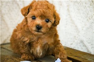 Frosch - Poodle, Miniature for sale