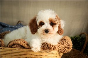 Ezra - Poodle, Miniature for sale