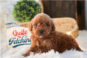 Clint - Poodle, Miniature for sale