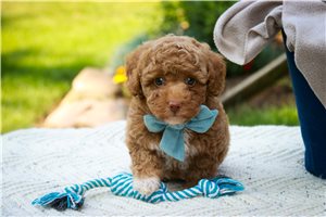 Oshea - puppy for sale