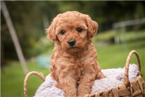 Hera - puppy for sale