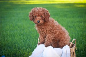 Archer - Miniature Poodle for sale