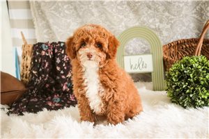 Cleo - Poodle, Miniature for sale