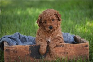 Aubrey - Poodle, Miniature for sale