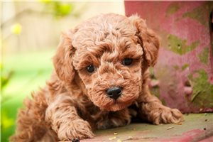 Orion - Poodle, Miniature for sale