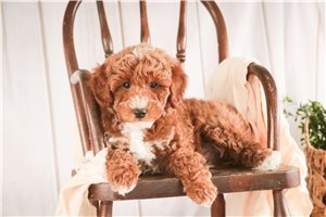 Ernesto - Poodle, Miniature for sale