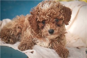 Arlo - Miniature Poodle for sale