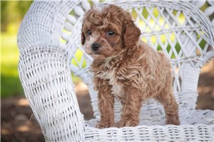 Arlo - puppy for sale