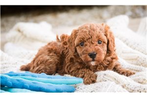 Othello - Poodle, Miniature for sale