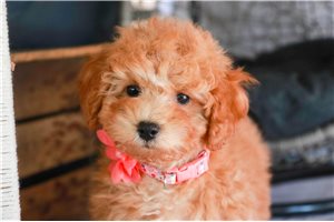 Pearl - Poodle, Miniature for sale