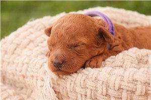 Juniper - Poodle, Miniature for sale