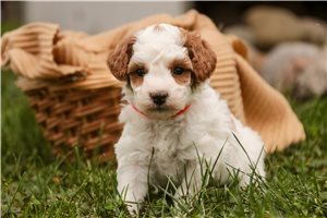 Georgia - puppy for sale