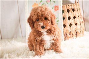 Edith - Poodle, Miniature for sale