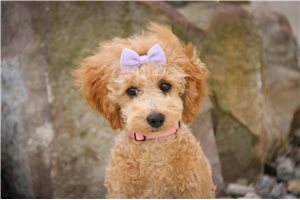 Penny - Poodle, Miniature for sale