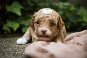 Osvaldo - puppy for sale