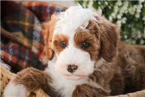 Edgar - puppy for sale