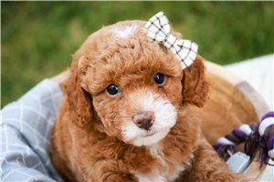 Odette - puppy for sale