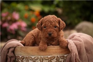 Juniper - Poodle, Miniature for sale