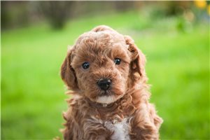 Oliver - Poodle, Miniature for sale