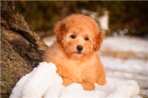 Clement - Poodle, Miniature for sale