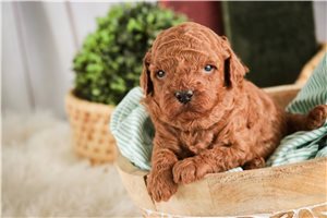 Dudley - Poodle, Miniature for sale