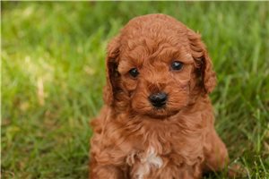 Arkin - Miniature Poodle for sale