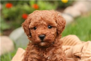 Henri - puppy for sale
