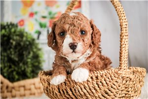 Celeste - Poodle, Miniature for sale