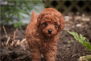 Archer - Miniature Poodle for sale