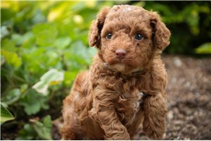 Gina - Poodle, Miniature for sale